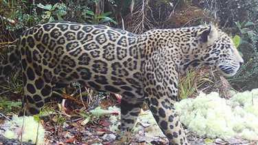 Efsane statüsündeki "bulut jaguarı" yıllar sonra ilk kez görüntülendi