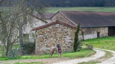 Böyle iş yok: Köpek bakacak kişiye hem ev hem 3.6 milyon TL verecekler
