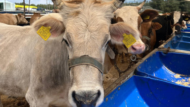 Kurban pazarı kuruldu, kurbanlık fiyatları belli oldu