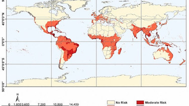 Chikungunya endişesi büyüyor: Ege sahilleri ve Marmara kıpkırmızı