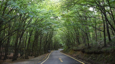 İstanbul'da ormanlara girişler yasaklandı