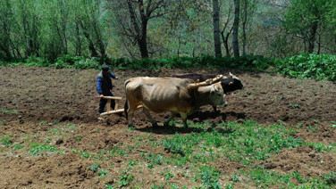 Sabana döndü, isyan etti: 21. yüzyılda halimizi görüyorsunuz
