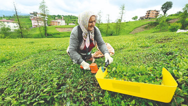 121 yıllık çay efsanesi iflas etti