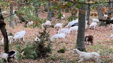 76 yıldır Türkiye’de ormana girişi yasak: Meğer yangını önlüyormuş