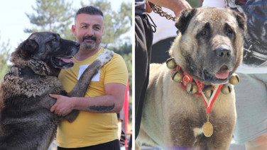 Kangal köpekleri podyuma çıktı