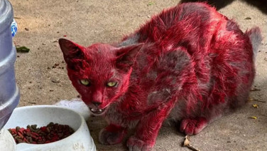 Kırmızı kedi endişe yarattı: Ekipler peşinde