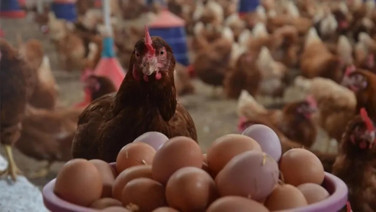 İngiltere'de salmonella alarmı