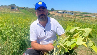 Deneme amaçlı 1 dönüme ektiler, beğenilince bin dönüme çıktılar