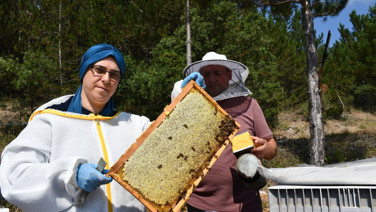 Tek kovanla başladı, 100 kovana ulaştı: Şimdi tonlarca bal üretiyor