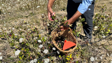 4 yıl önce dikti, şimdi kilosunu 500 liraya satıyor