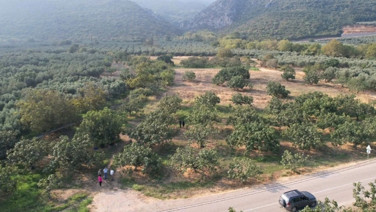 Manisa'da hasadı başladı. Aşısını sinekler yapıyor insana enerji pompalıyor