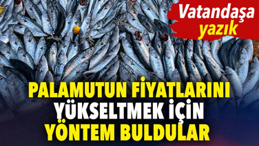 Palamutun fiyatını yükseltmek için yöntem buldular