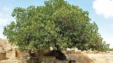 Bu ağacı dikenin evi yıkılıyor. Meyvesini yerim diye sakın düşünmeyin