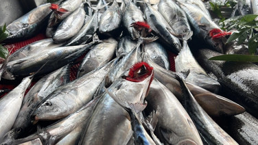 Fırtına tekneleri palamutla doldurdu. Fiyatı gören 3’er 5’er alıyor