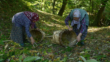 Kilosu 900 liraya çıktı. Toplayan kazanıyor