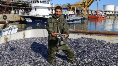 1 kilo hamsi alıp eve gelenler şaşkın! Adet sayısı herkesi şoke etti