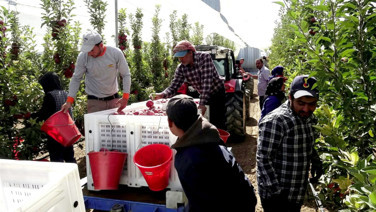 8 yıl önce hobi olarak başladı. Şimdi 25 bin ağacı var