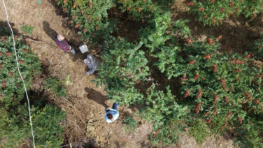Dağda yetişen bitkiden ürün aldı satın almak isteyenler kuyrukta