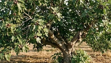 Ocağına incir ağacı dikmek, dikilmek ne demek! İncir kötü bir ağaç mı?