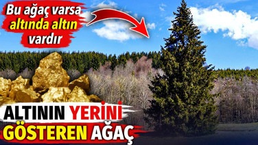 Altının yerini gösteren ağaç. Bu ağaç varsa altında altın vardır