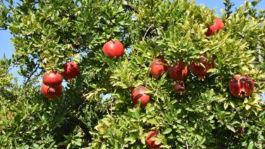 Tuzlu toprakta büyüyor: Hicaz narı. Sadece bir yerde yetişiyor