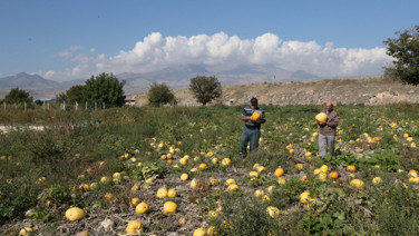 Türkiye'nin sarı altını tarlaları kapladı. Hasat için geri sayım başladı