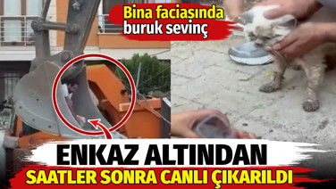 Maltepe'de enkazda kalan kedi saatler sonra canlı çıkarıldı