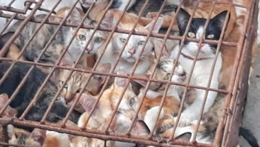 Kedileri kesip satacaklardı. Kilo fiyatı belli oldu