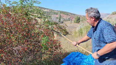 Kendiliğinden yetişiyor toplayan iyi para kazanıyor