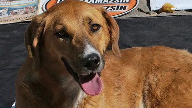 Ege’de 160 köpeğe şafak operasyonu