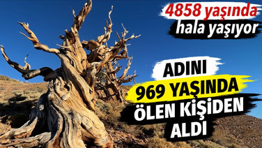 Adını 969 yaşında ölen kişiden aldı. 4 bin 858 yaşında hala yaşıyor
