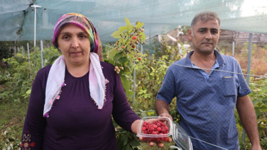 Geçen yıl dikti bu yıl kilosunu 500 liradan satıyor