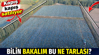 Bilin bakalım bu ne tarlası? Coğrafi tescilli. Kapış kapış satılıyor