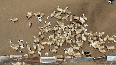 114 hayvanın öldüğü ilçeye hayvan giriş ve çıkışı yasaklandı