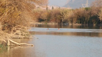 Ceyhan Nehri'nde yeni tehlike: İnsanların sinir sistemini felç edip öldürüyor