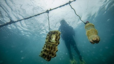 Bilimsel araştırma: 2050’de denizlerde balıktan çok plastik olacak