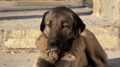 Tunceli'de sokak hayvanlarının toplatılması kararı