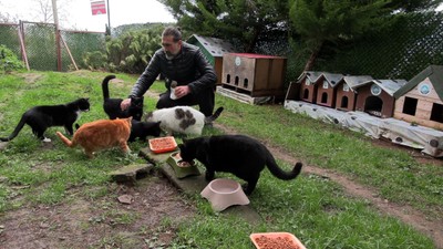 ‘Kedi Köyü’nün sınırları genişledi: 200 kedinden, bin 200 kediye çıktı