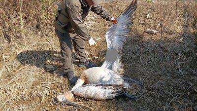 Nesli tehlike altındaki pelikan vurulmuş halde bulundu