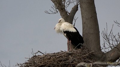 Erkek leylekler dönmeye başladı: Yuvalarını tamir edip dişileri bekliyorlar