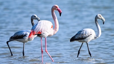 Doğu Akdeniz'de flamingo patlaması! İki katına çıktı