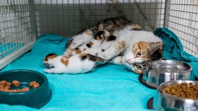 Camiden kovulan kedi ve yavruları koruma altına alındı