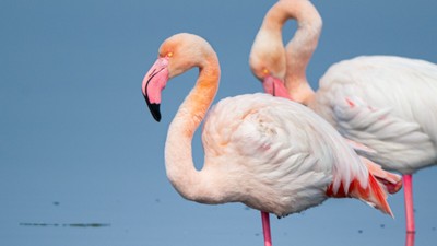 Gediz Deltası, flamingolara ev sahipliği yapıyor