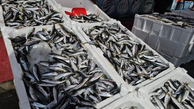 10 ton balıkla döndü, kilosunu 50 liradan satıyor