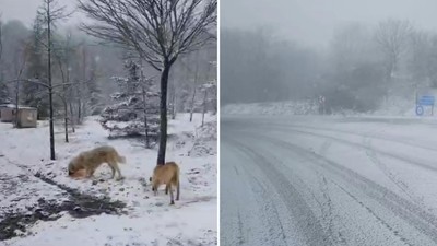 Trakya'nın yüksek kesimlerine kar yağdı