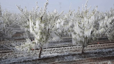 Zirai don sonrası üretim tahminleri hızlı düştü