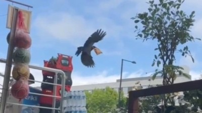 Cips çalan kargayı uyardı: 'Çok acılı, yakar'