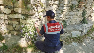 Dünyada tek: Koparmanın cezası 557 bin TL