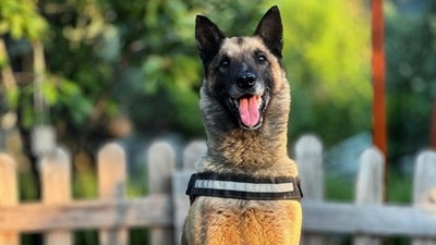 Kahraman köpek Bob hayatını kaybetti