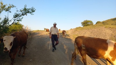 Çoban krizi büyüyor: 80 bin TL maaş yetmiyor